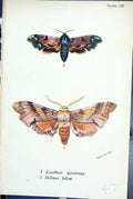 Antique Old Print Laothoe Quercus Dilina Tiliae Butterflies 1896 Lloyd Kirby