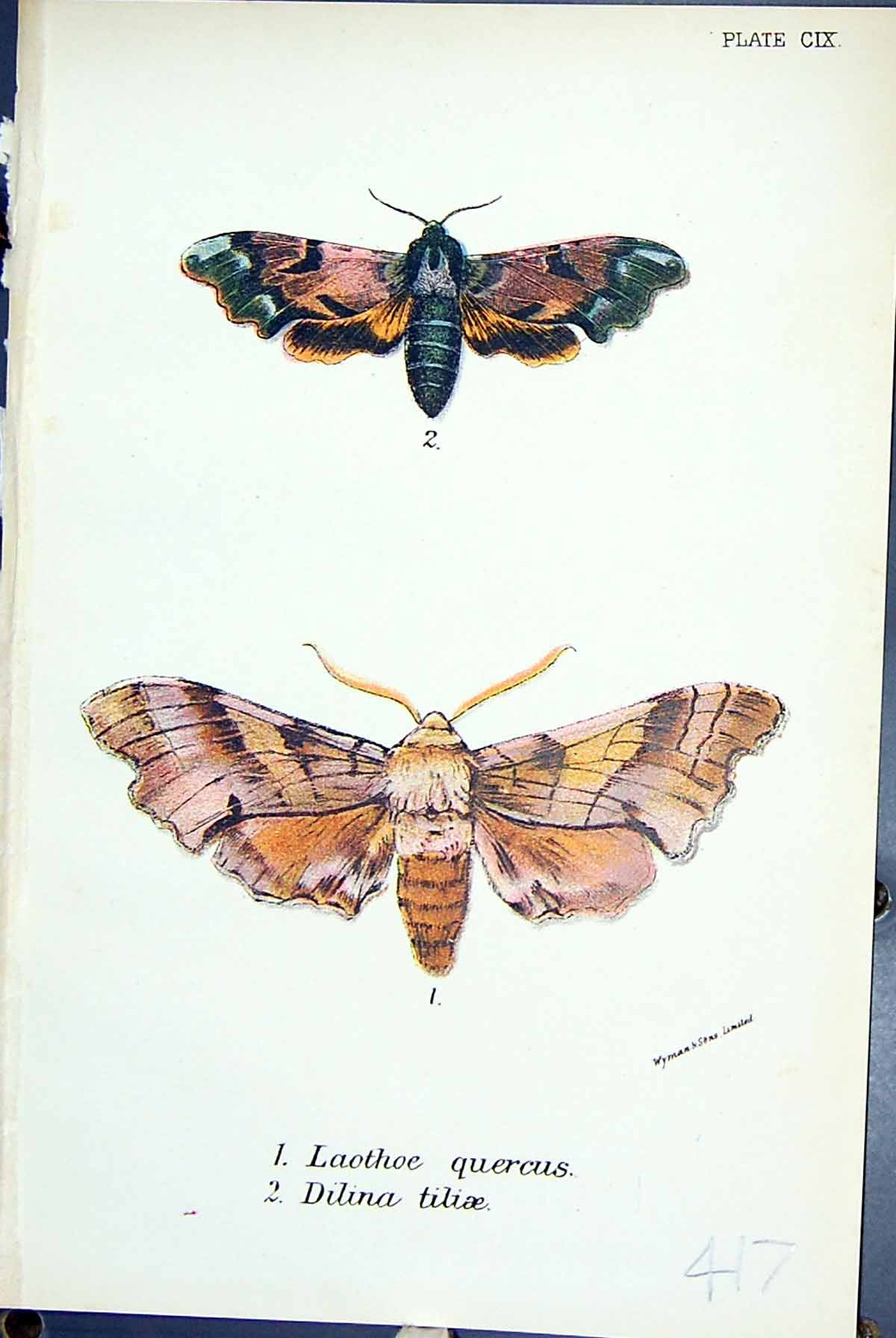 Antique Old Print Laothoe Quercus Dilina Tiliae Butterflies 1896 Lloyd Kirby