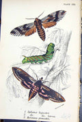 Old Sphinx Ligustri Larva Hyloicus Pinastri Butterflies 1896 Lloyd Ki Victorian