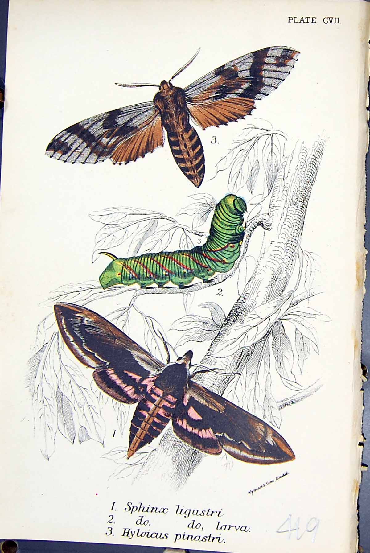 Old Sphinx Ligustri Larva Hyloicus Pinastri Butterflies 1896 Lloyd Ki Victorian
