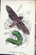 Antique Print Phlegethontius Convolvuli Larva Butterflies 1896 Lloyd Kirby 19th