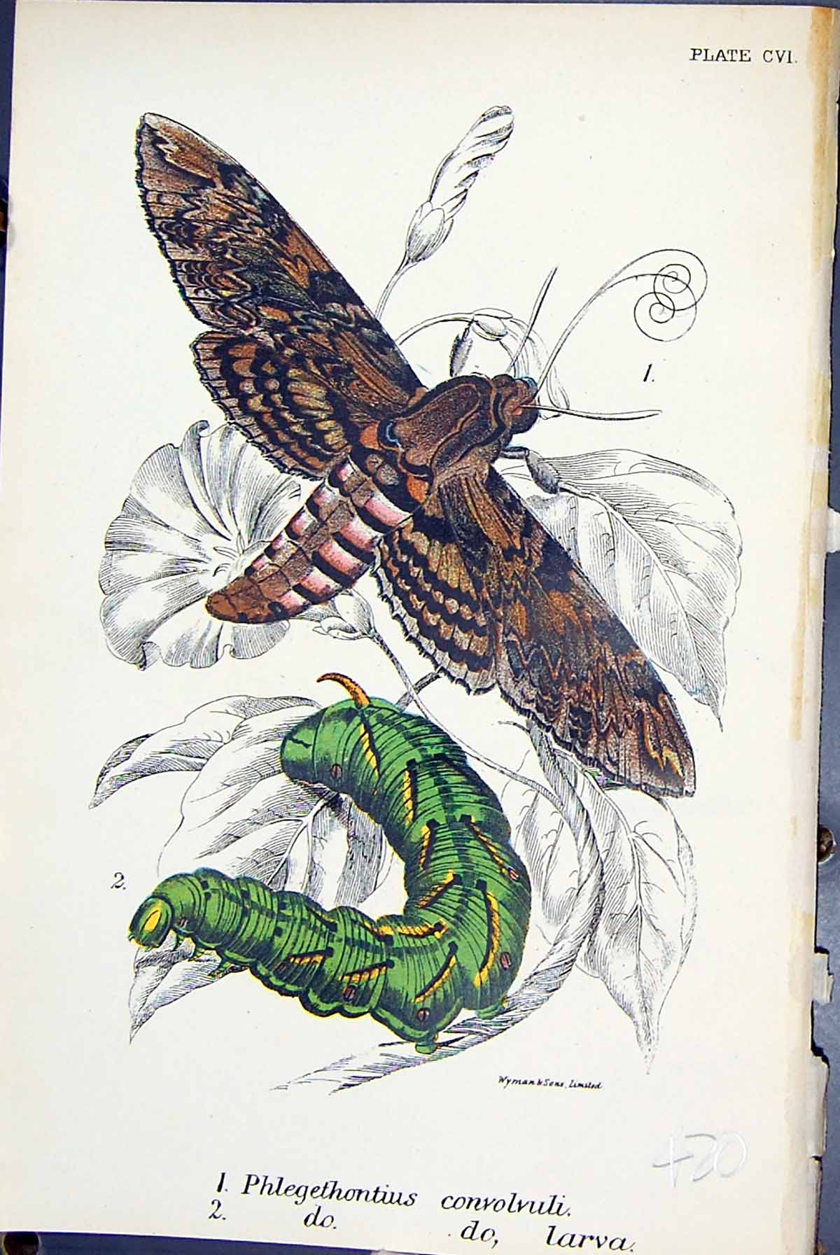 Antique Print Phlegethontius Convolvuli Larva Butterflies 1896 Lloyd Kirby 19th