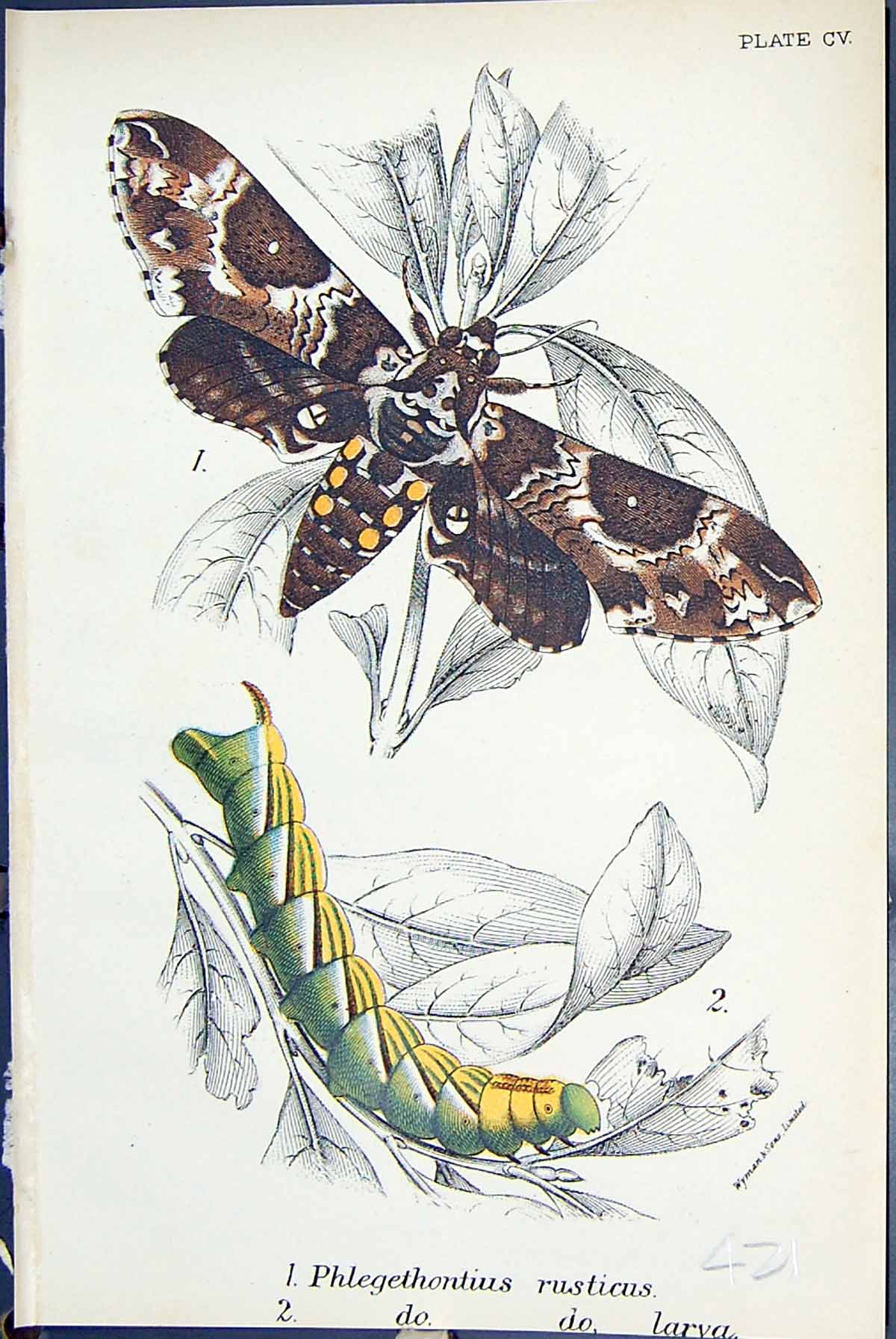 Antique Old Print Phlegethontius Rusticus Larva Butterflies 1896 Lloyd Kirby