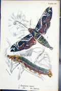 Old Antique Print Daphnis Nerii Larva Butterflies 1896 Lloyd Kirby Colour 19th
