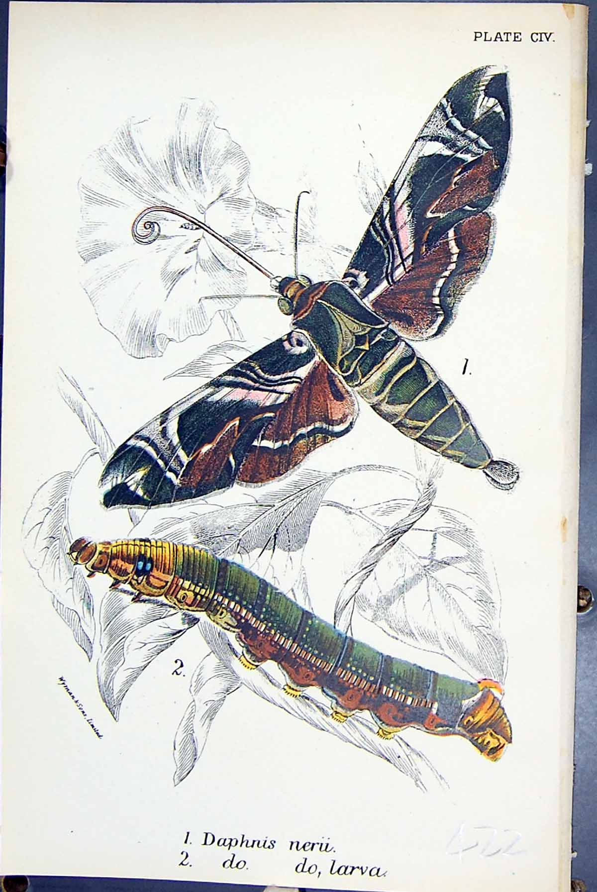 Old Antique Print Daphnis Nerii Larva Butterflies 1896 Lloyd Kirby Colour 19th