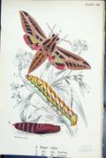 Antique Old Print Dupo Vitis Larva Pupa Butterflies 1896 Lloyd Kirby Colour