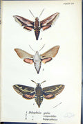 Old Dilephila Galii Vespertilio Hippophaes Butterflies 1896 Lloyd Kir Victorian