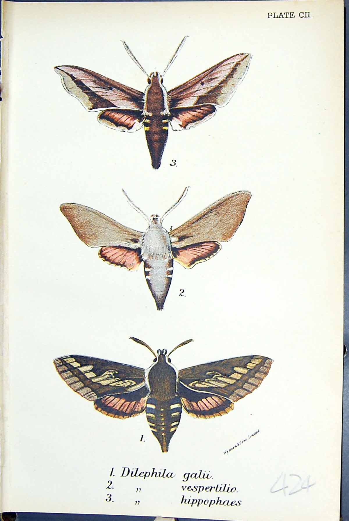 Old Dilephila Galii Vespertilio Hippophaes Butterflies 1896 Lloyd Kir Victorian