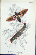 Old Print Dilephila Euphorbiae Larva Butterflies 1896 Lloyd Kirby Colour 19th