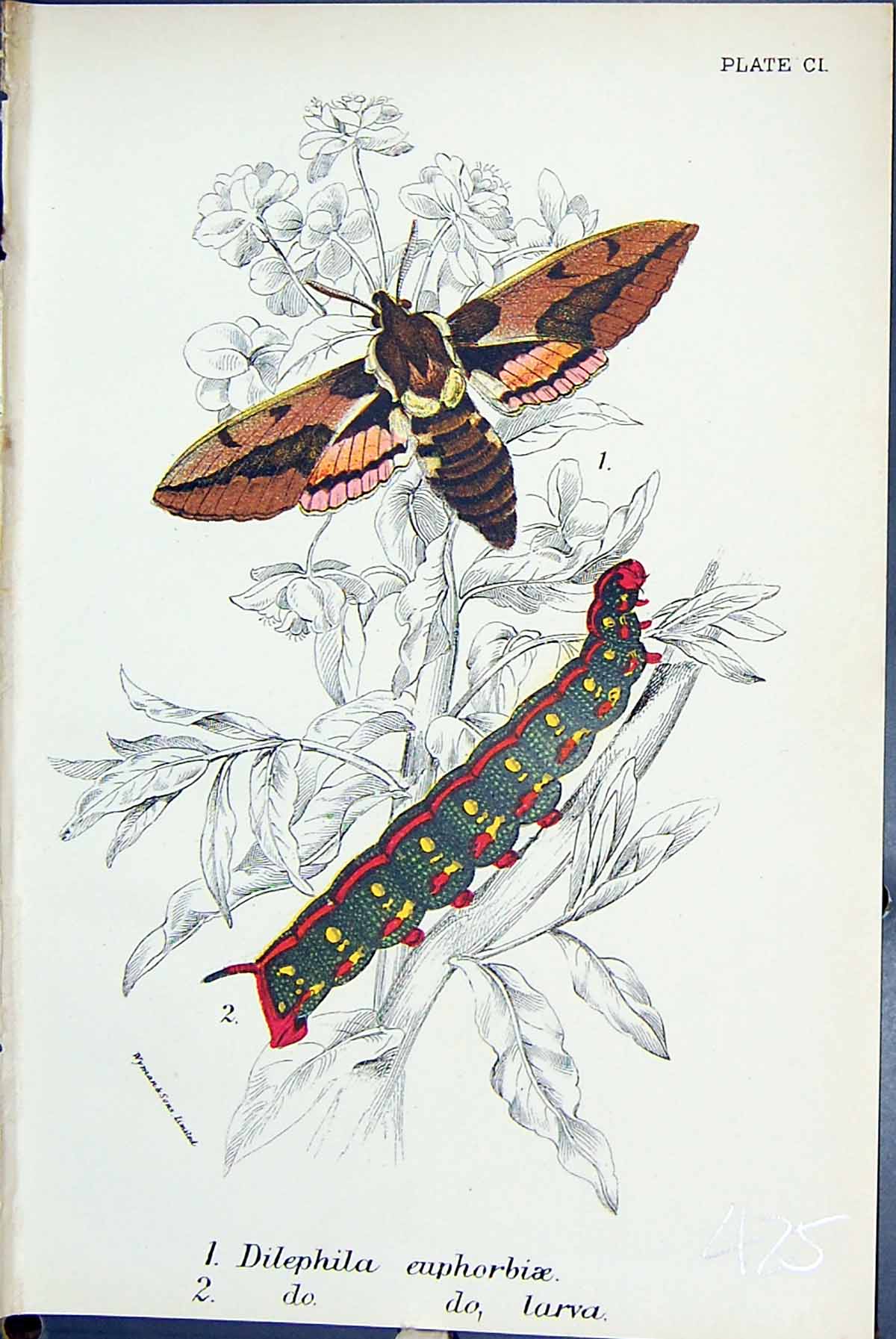 Old Print Dilephila Euphorbiae Larva Butterflies 1896 Lloyd Kirby Colour 19th