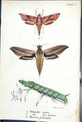 Old Dilonche Tersa Larva Miavia Johanna Butterflies 1896 Lloyd Kirby Victorian
