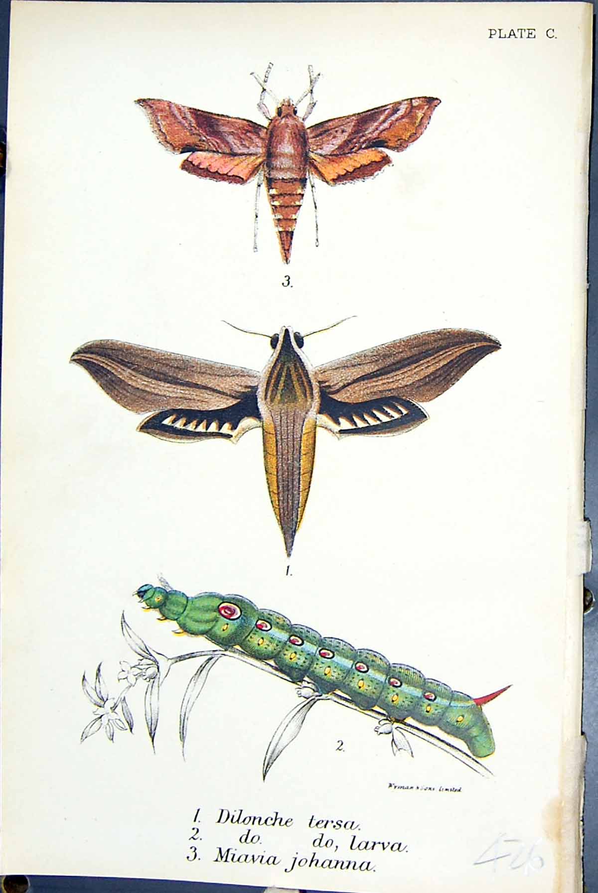 Old Dilonche Tersa Larva Miavia Johanna Butterflies 1896 Lloyd Kirby Victorian