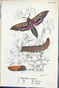 Antique Old Print Hippotion Celerio Larva Pupa Butterflies 1896 Lloyd Kirby