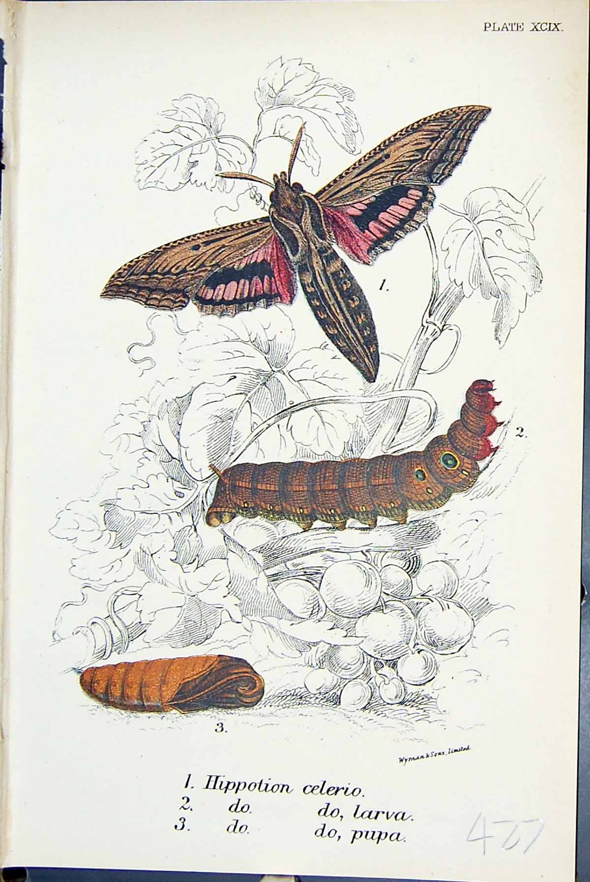 Antique Old Print Hippotion Celerio Larva Pupa Butterflies 1896 Lloyd Kirby