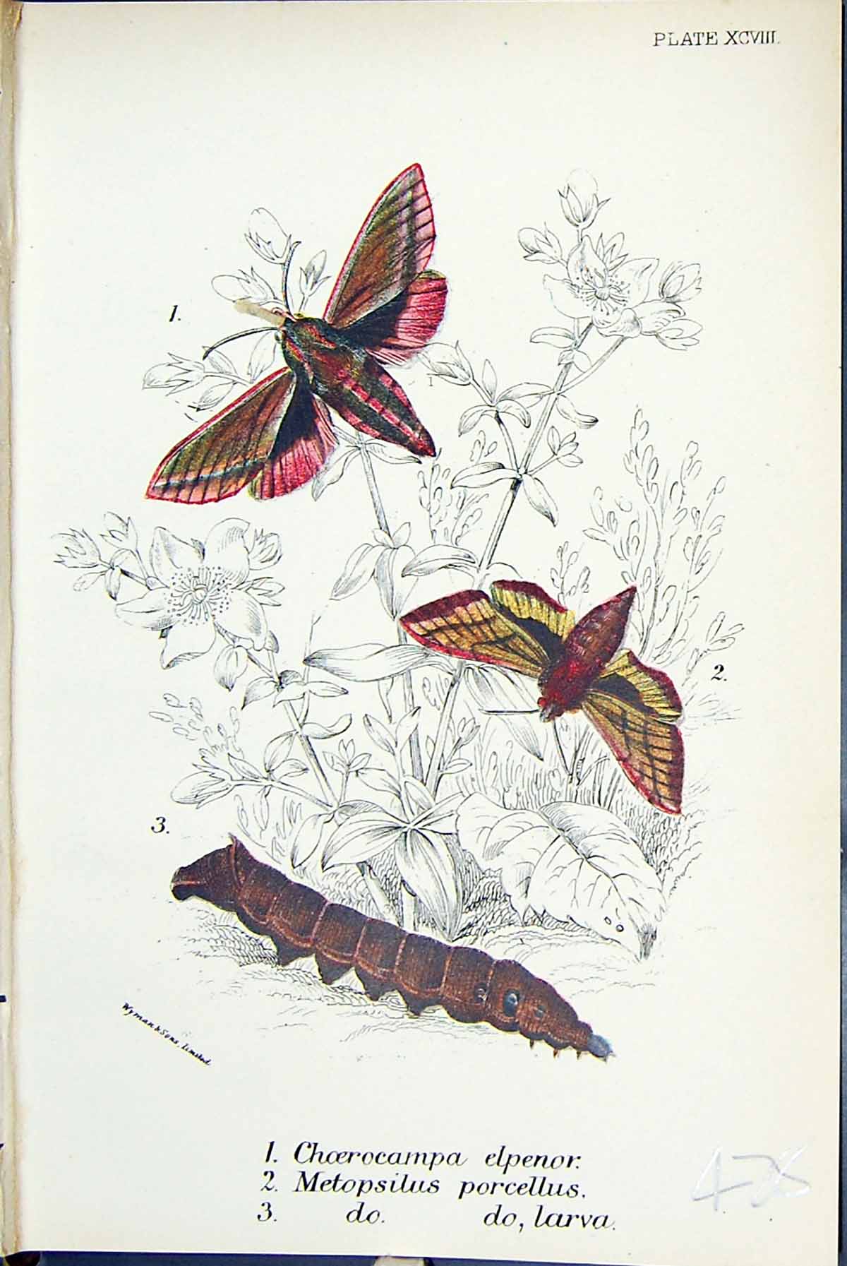 Old Choerocampa Elpenor Metopsilus Porcellus Larva Butterflies 1896 L Victorian