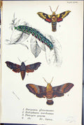 Old Perigonia Glaucescens Eulophura Pterogon Larva Butterflies 1896 L Victorian