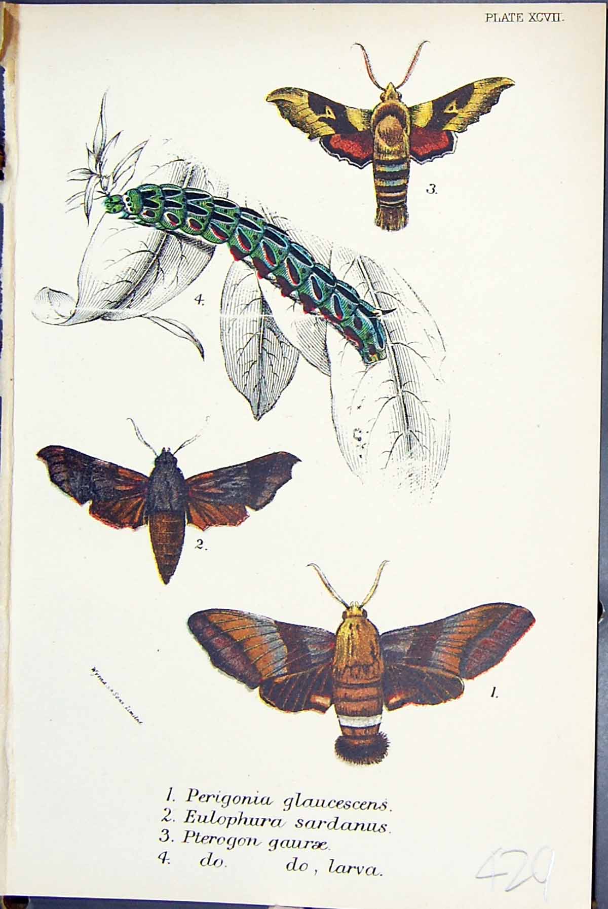 Old Perigonia Glaucescens Eulophura Pterogon Larva Butterflies 1896 L Victorian
