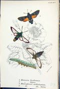 Old Butterflies 1896 Lloyd Kirby Hemaris Fuciformis Tityus Macrogloss Victorian