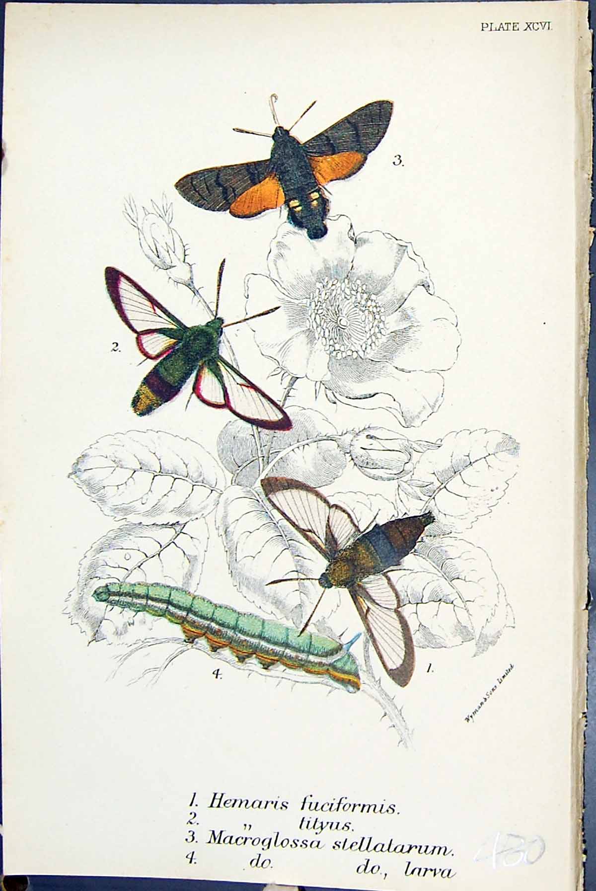 Old Butterflies 1896 Lloyd Kirby Hemaris Fuciformis Tityus Macrogloss Victorian