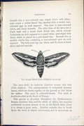 Old Butterflies 1896 Lloyd Kirby Striped Hawk-Moth Dilephila Livornic Victorian