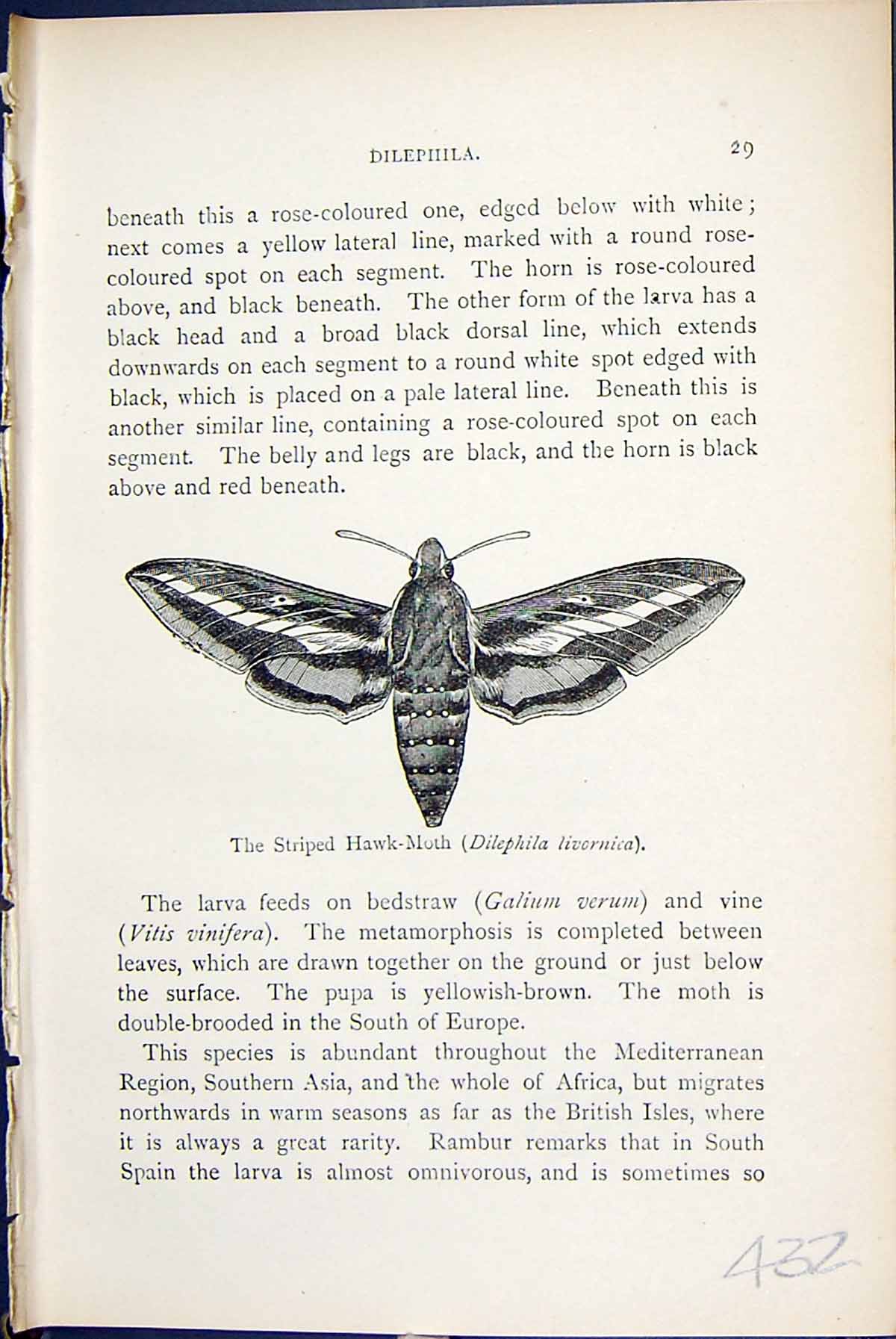Old Butterflies 1896 Lloyd Kirby Striped Hawk-Moth Dilephila Livornic Victorian