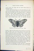 Old Kentish Glory Endromis Versicolor Male Butterflies 1896 Lloyd Kir Victorian
