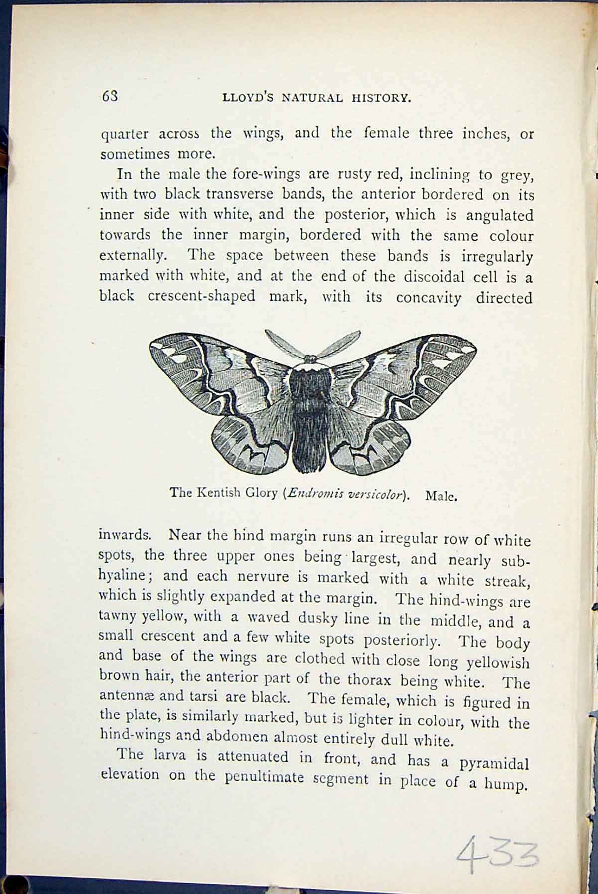 Old Kentish Glory Endromis Versicolor Male Butterflies 1896 Lloyd Kir Victorian