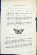 Old Print Scarce Hook-Tip Platypteryx Sicula Butterflies 1896 Lloyd Kirby 19th