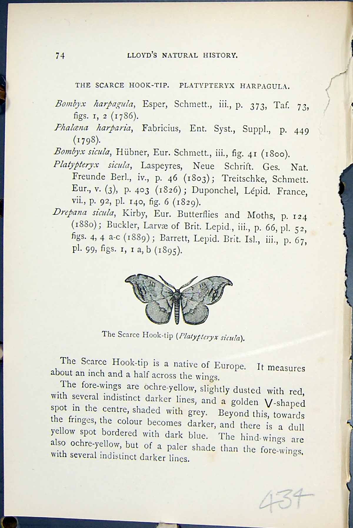 Old Print Scarce Hook-Tip Platypteryx Sicula Butterflies 1896 Lloyd Kirby 19th