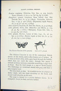 Old Chinese Character Cilix Spinula Larva Butterflies 1896 Lloyd Kirb Victorian