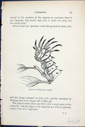 Old Antique Print Larva Citheronia Regalis Butterflies 1896 Lloyd Kirby 19th