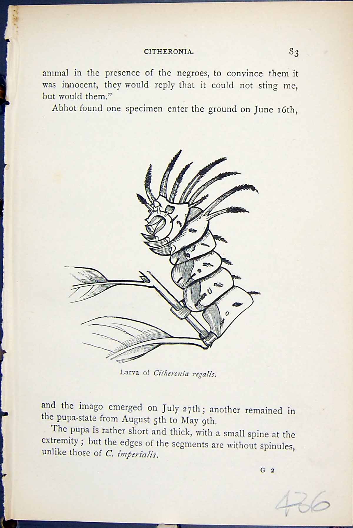Old Antique Print Larva Citheronia Regalis Butterflies 1896 Lloyd Kirby 19th