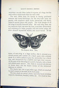 Old Antique Print Emperor Moth Male Saturnia Butterflies 1896 Lloyd Kirby 19th
