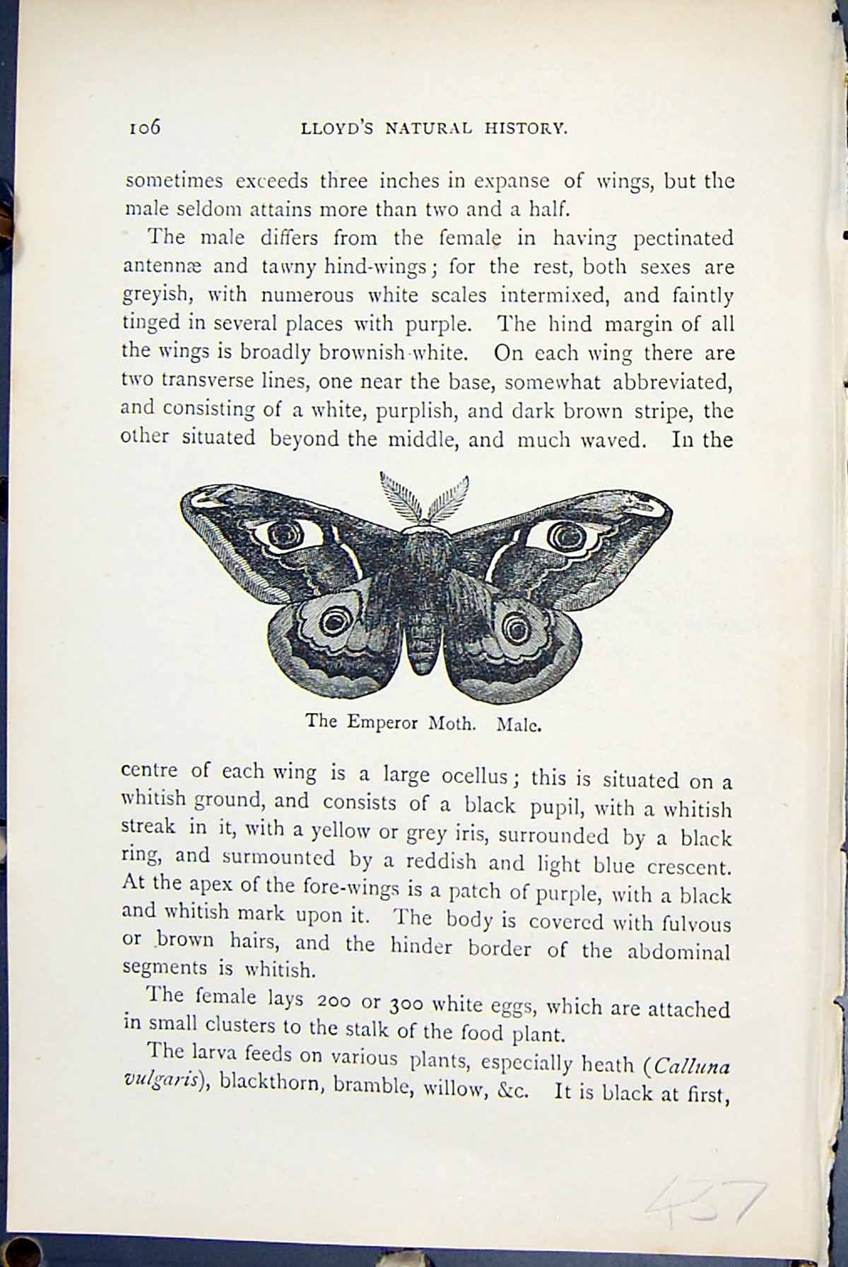 Old Antique Print Emperor Moth Male Saturnia Butterflies 1896 Lloyd Kirby 19th