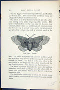 Antique Old Print Oak Eggar Female Lasiocampa Butterflies 1896 Lloyd Kirby 19th