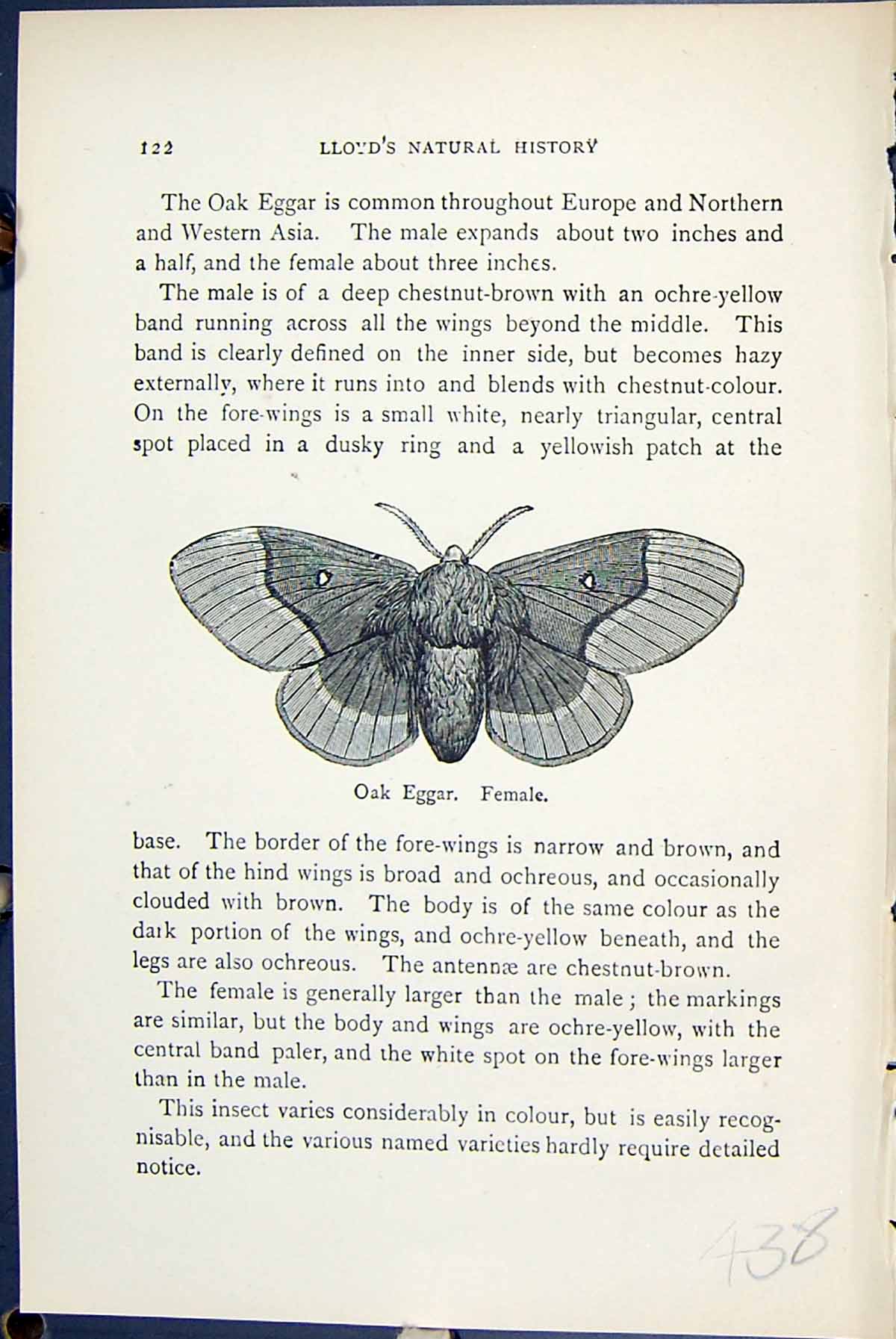 Antique Old Print Oak Eggar Female Lasiocampa Butterflies 1896 Lloyd Kirby 19th