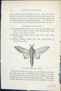 Antique Old Print Andraphisia Subfasciata Male Butterflies 1896 Lloyd Kirby