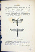Old Reed Moth Male Female Phragmataecia Butterflies 1896 Lloyd Kirby Victorian