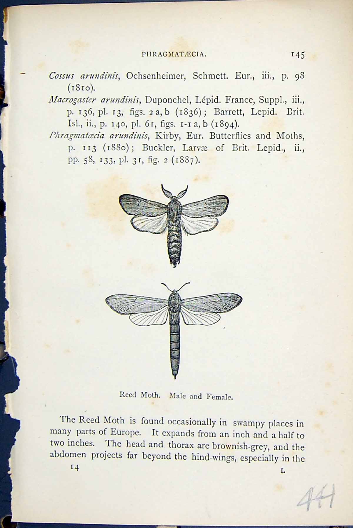Old Reed Moth Male Female Phragmataecia Butterflies 1896 Lloyd Kirby Victorian