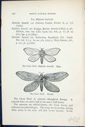 Old Ghost Swift Hepialus Humuli Male Female Butterflies 1896 Lloyd Ki Victorian