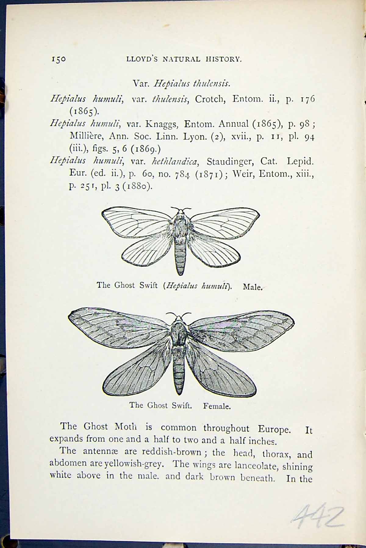 Old Ghost Swift Hepialus Humuli Male Female Butterflies 1896 Lloyd Ki Victorian
