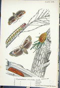 Old Butterflies 1896 Lloyd Kirby Cryptophasa Irroata Male Lerva Femal Victorian