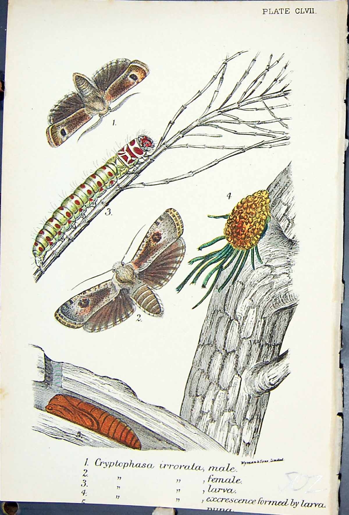 Old Butterflies 1896 Lloyd Kirby Cryptophasa Irroata Male Lerva Femal Victorian