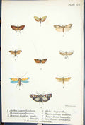 Old Atychia Choreutis Adela Gracillaria Padella Butterflies 1896 Lloy Victorian