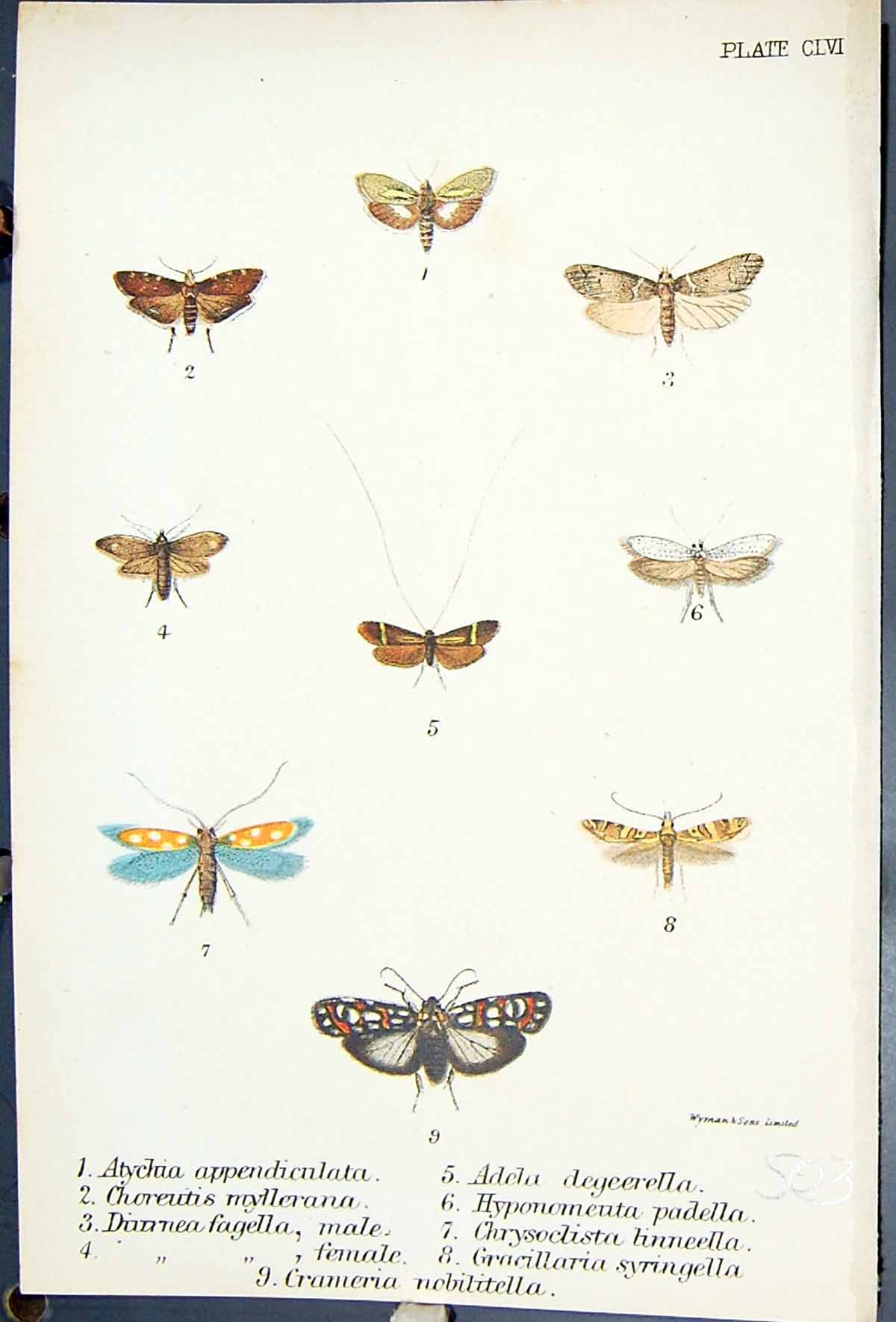 Old Atychia Choreutis Adela Gracillaria Padella Butterflies 1896 Lloy Victorian