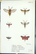 Old Aegeria Memythrus Trochilium Thyris Varnia Butterflies 1896 Lloyd Victorian