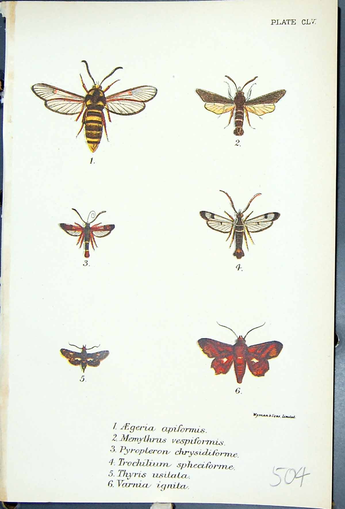 Old Aegeria Memythrus Trochilium Thyris Varnia Butterflies 1896 Lloyd Victorian