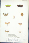 Old Tortrix Gauris Bean Chimatophila Enyphantes Butterflies 1896 Lloy Victorian