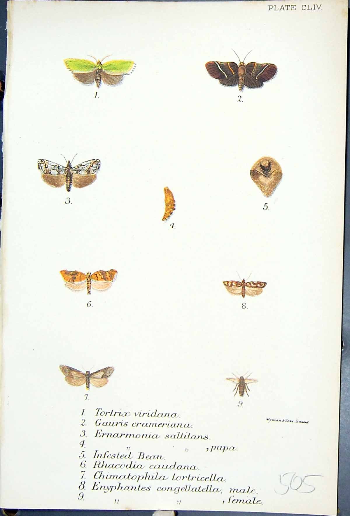 Old Tortrix Gauris Bean Chimatophila Enyphantes Butterflies 1896 Lloy Victorian