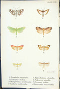 Old Nymphula Eudioptis Margaronia Palparia Butterflies 1896 Lloyd Kir Victorian